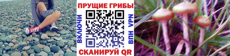 Псилоцибиновые грибы прущие грибы  darknet наркотические препараты  Алексин  omg зеркало 